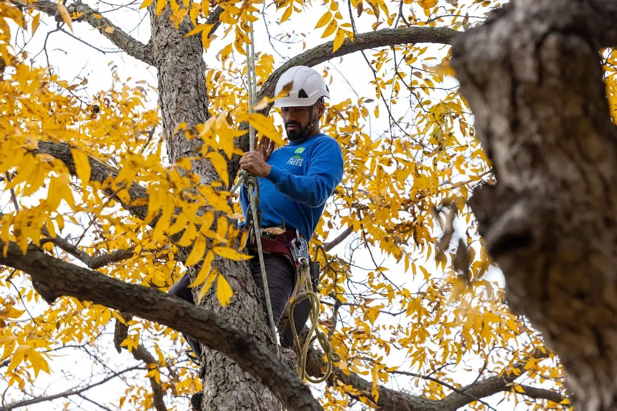 Skilled Emergency Tree Service crew working in Hardin